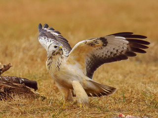 Common buzzard (Buteo buteo) spreading its wings on meadow