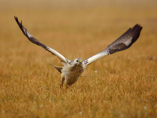 Common buzzard (Buteo buteo) flying over meadow