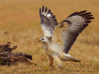 Common buzzard (Buteo buteo) spreading its wings on meadow