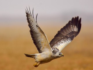 Common buzzard (Buteo buteo) flying over meadow