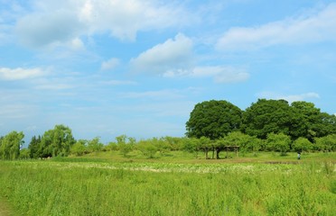 風景　空　緑　蓮池　茨城　公園