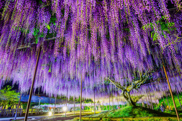 藤の花・ライトアップ