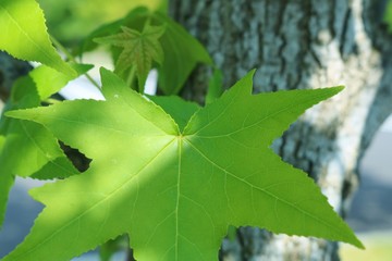 風景　若葉　緑　爽やか　プラタナス　茨城