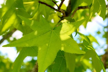 風景　若葉　緑　爽やか　プラタナス　茨城