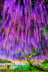 藤の花・ライトアップ