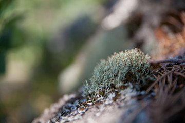 green moss background texture beautiful in nature