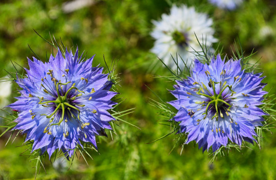 Buttoms Bilder Durchsuchen 117 Archivfotos, und Videos