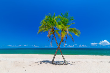 Coconut Palm trees on white sandy beach and  blue sky in south of Thailand