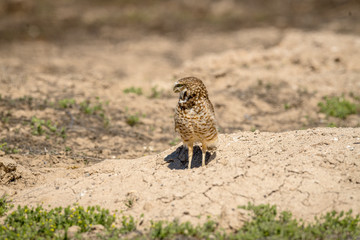 Burrowing Owl poses near it's burrow