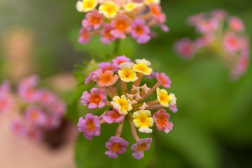 Lantana camara on blur background. Yellow and pink flowers.