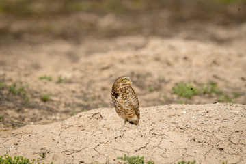 Burrowing Owl poses near it's burrow