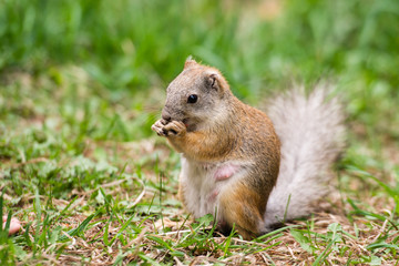 Naklejka na ściany i meble Pregnant squirrel enjoying a snack on a green background