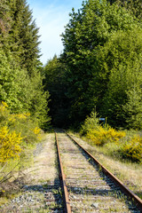Fototapeta premium single railway trail lead deep into the forest on a sunny day