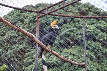 hornbill in the cage at zoo