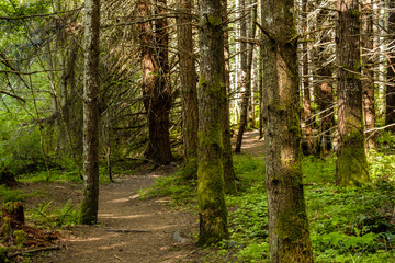 narrow trail inside forest with trees covered in green mosses