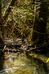 water puddle deep inside forest surrounded by falling tree trunks and moss covered trees reflecting the sun light shine through the branches