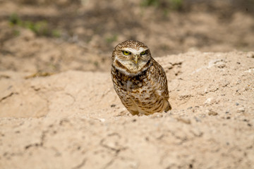 Burrowing Owl poses near it's burrow