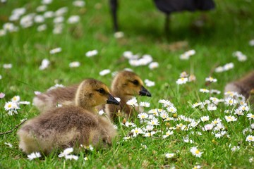 Two goslings are staying on the english daisy flower bed.