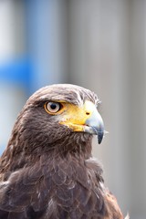 A Harris hawk trained to keep away pests, such as pigeons and seagulls is on duty, doing its rounds. 