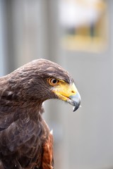 A Harris hawk trained to keep away pests, such as pigeons and seagulls is on duty, doing its rounds. 