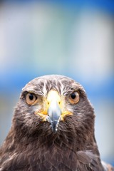 A Harris hawk trained to keep away pests, such as pigeons and seagulls is on duty, doing its rounds. 