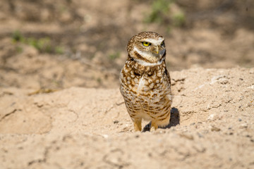 Burrowing Owl poses near it's burrow