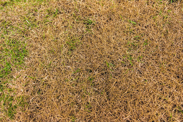 Green grass texture background, Grass texture