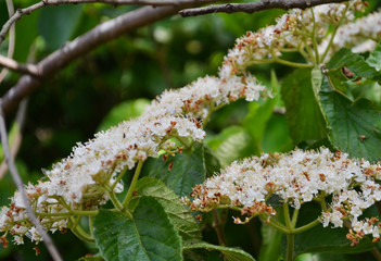Macro White Viburnum Blossoms and Leaves