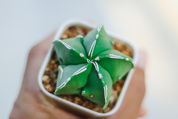cactus in pot
