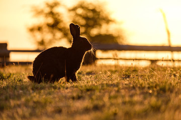 a rabbit on the grass field with its  silhouette back lit by the setting sun in the park with...