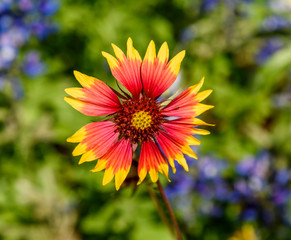 LBJWildFlowerCenterFlower9