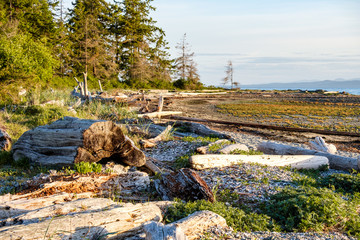 beautiful beach under the setting sun light with lots of drift woods and forest near shore line