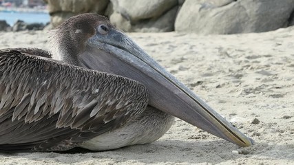 Pélican en train de mourir à Puerto Escondido