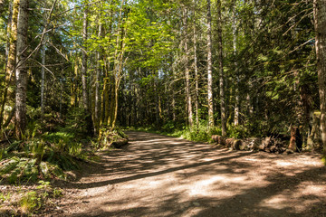 trail inside forest with dense tall trees on both sides and sun light shine through the branches