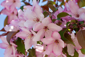Close up view of beautiful  pink crab apple blossoms in full bloom