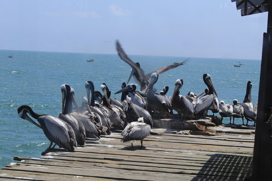 pelicano