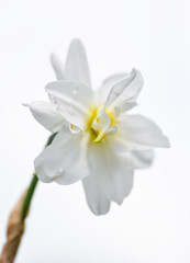 White daffodil (Narcissus poeticus) isolated on white background. Full open daffodil flower head. Spring flowers.