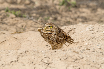 Burrowing Owl poses near it's burrow