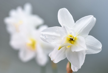 Spring daffodils background. (Narcissus poeticus) isolated on light background . Fully open daffodils flowers. Spring flowers.