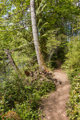 narrow trail inside forest with tall trees grown on the side on the slope
