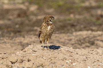 Burrowing Owl poses near it's burrow