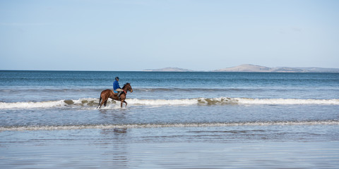 Fototapeta na wymiar Horse exercising at five mile beach, Tasmania