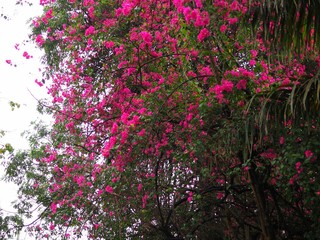 Pink bougainvillea tree