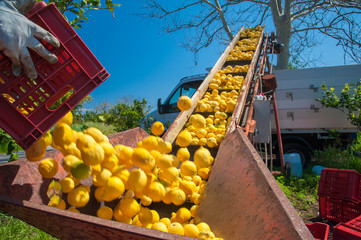 Just picked lemons being loaded into a truck during harvest time in Sicily