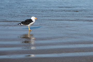 native bird at five mile beach, tasmania, Victoria © Stella 