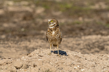 Burrowing Owl poses near it's burrow