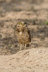Burrowing Owl poses near it's burrow