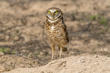 Burrowing Owl poses near it's burrow