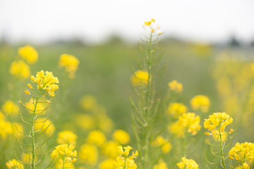 Rape flowers close-up in spring on the border of a road in the Netherlands