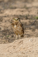 Burrowing Owl poses near it's burrow